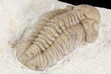 Detailed, Long Kainops Trilobite - Oklahoma #95680-3